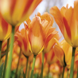 Tulip, Single Early Tulip, Single Late Tulip, Double Early Tulip, Double Late Tulip, Lily Tulip, Fringed Tulip, Greigii Tulip, Parrot Tulip, Spring Flowers